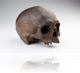 Iron Age Skull